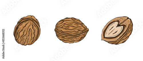 Walnuts set isolated on white background