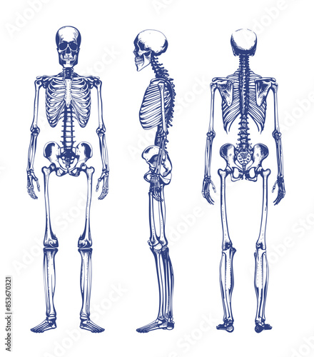Human skeleton ink sketch vector set. Bones spine ribs pelvis skull frame rib hip anatomy body illustration isolated on white background