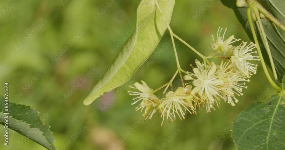 Flowers of Tilia cordata, the small-leaved lime or small-leaved linden Flowers of Tilia cordata, the small-leaved lime or small-leaved linden