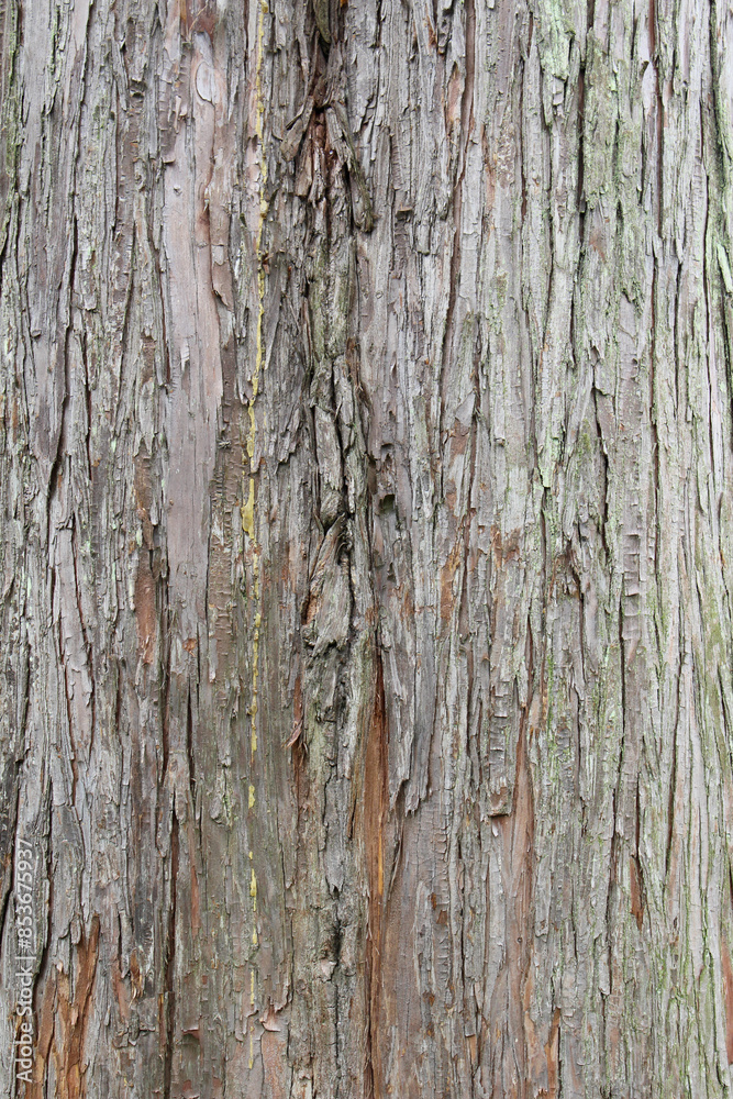 Closeup texture of natural tree bark background. Rough surface of trunk partially peeled. Green moss on natural wood. Closeup texture of natural tree bark background. Rough surface of trunk partially peeled. Green moss on natural wood.