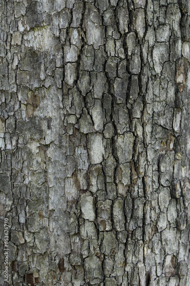 Closeup texture of natural tree bark background. Rough surface of trunk. Closeup texture of natural tree bark background. Rough surface of trunk.