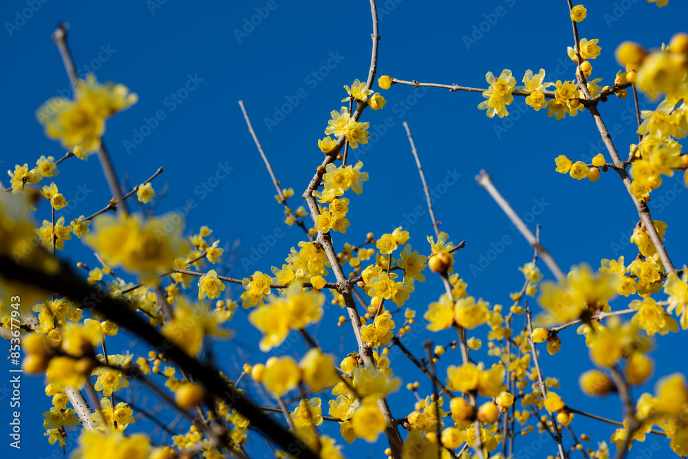 ロウバイの花