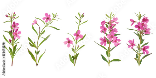 different angles of pink willowherb on a white background