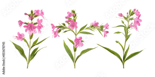 different angles of pink willowherb on a white background