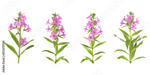 different angles of pink willowherb on a white background