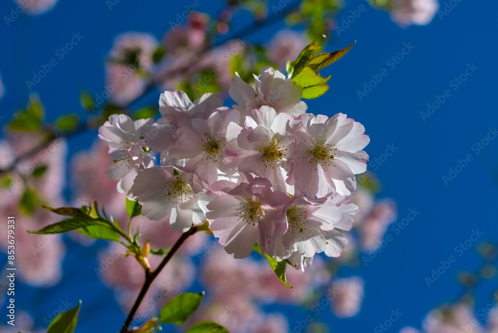 A serene display of pink cherry blossoms under a sunny blue sky, signaling spring’s arrival. A serene display of pink cherry blossoms under a sunny blue sky, signaling spring’s arrival.