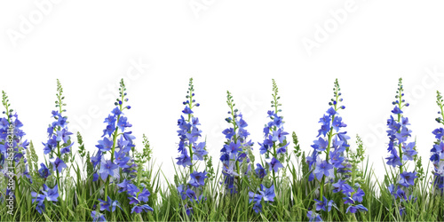 blue delphinium and grass border isolated on white background