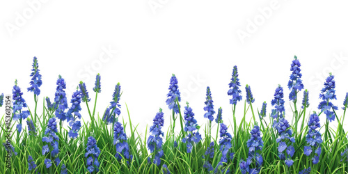 blue delphinium and grass border isolated on white background