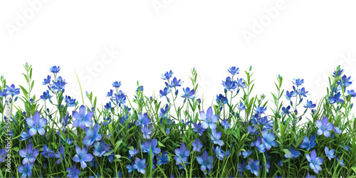blue delphinium and grass border isolated on white background