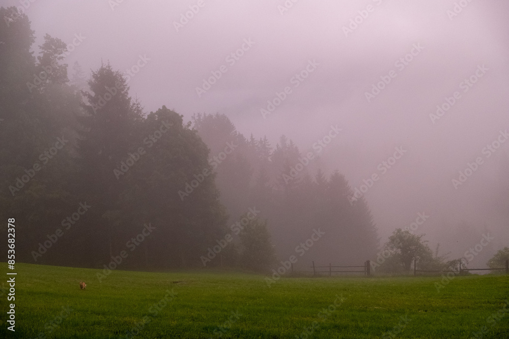 Foggy Forest . Nebelwald