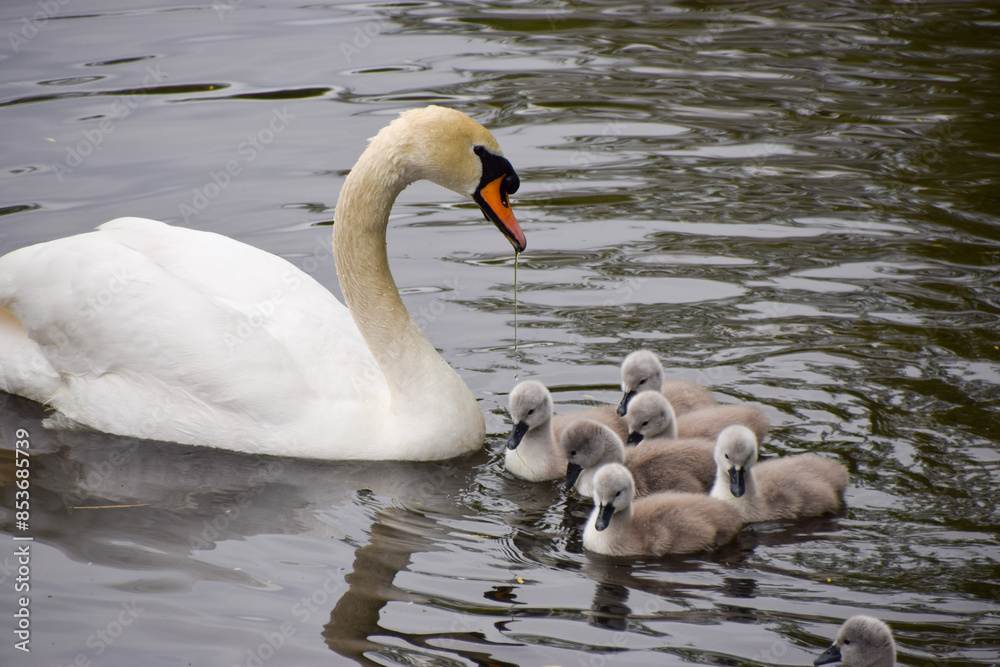 A mute swan and newborn cygnets in a park pond. A mute swan and newborn cygnets in a park pond.