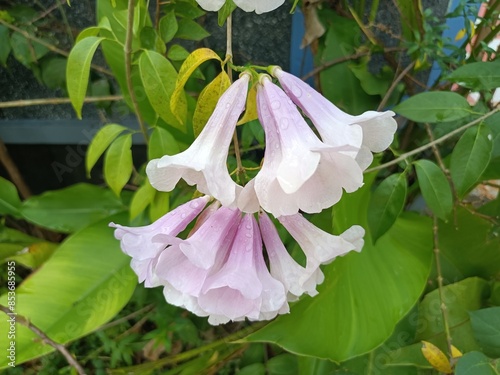 Mansoa alliacea, or garlic vine, is a species of tropical liana in the family Bignoniaceae. It is native to Northern South America photo