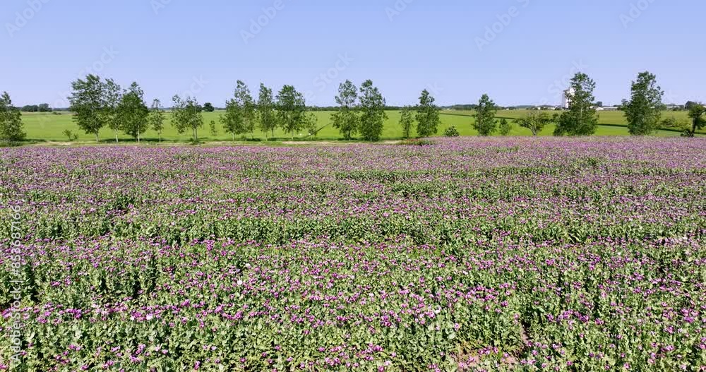 Aerial drone shot of purple poppy field during spring and closing in on trees in between oppy and wheat fields. Flying above purple poppy fields Aerial drone shot of purple poppy field during spring and closing in on trees in between oppy and wheat fields. Flying above purple poppy fields