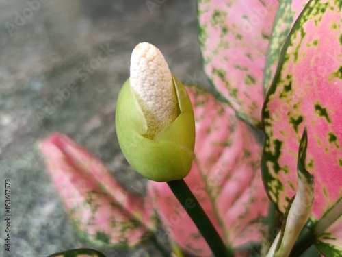 Aglaonema Flowers Ornamental plants photo