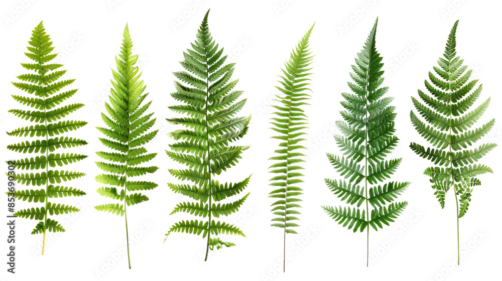 Fern leaves on a transparent background Fern leaves on a transparent background