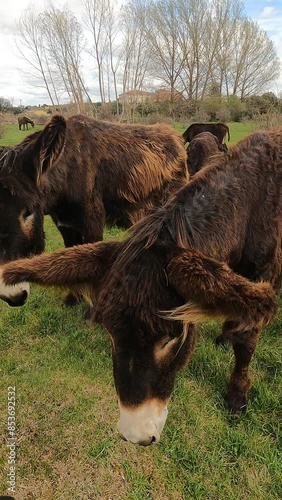 zamoran donkey in a rural landscapes