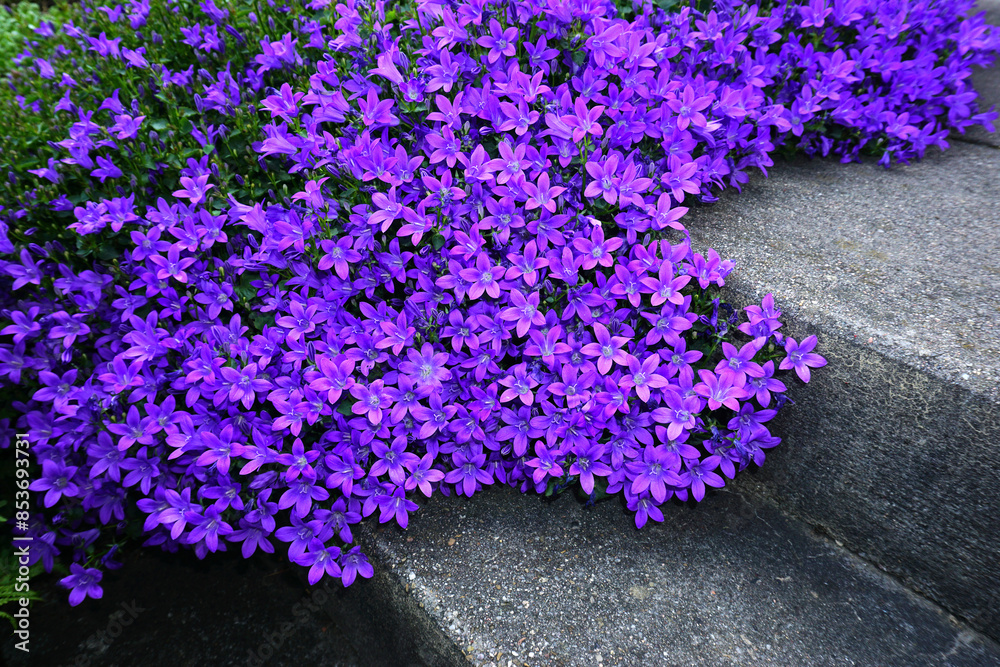 Naklejka premium Polsterglockenblume, Dalmatiner Glockenblume; Campanula portenschlagiana; Poscharsky's bellflower; Serbian bellflower