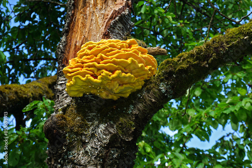 Gemeiner Schwefelporling; Laetiporus sulphureus;  chicken mushroom; sulfur polypore mushroom; sulphur polypore photo