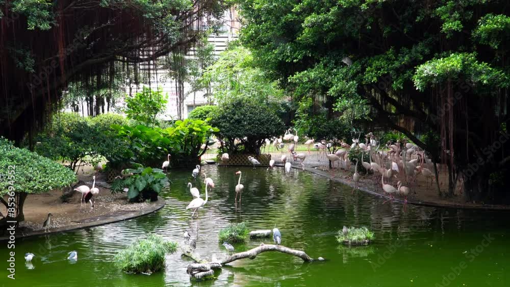 A flock of pink flamingos in a pond in Kowloon Park in Hong Kong A flock of pink flamingos in a pond in Kowloon Park in Hong Kong