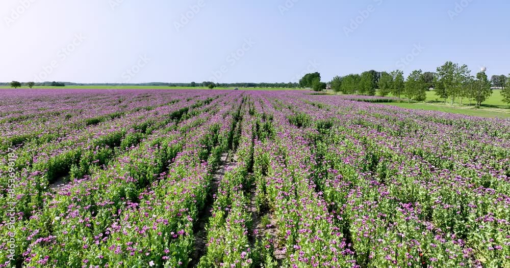 Aerial side drone shot of purple poppy field. Flying above purple poppy fields Aerial side drone shot of purple poppy field. Flying above purple poppy fields
