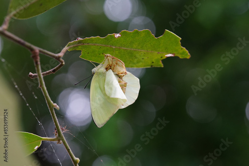 Butterflies found in the natural forest. photo