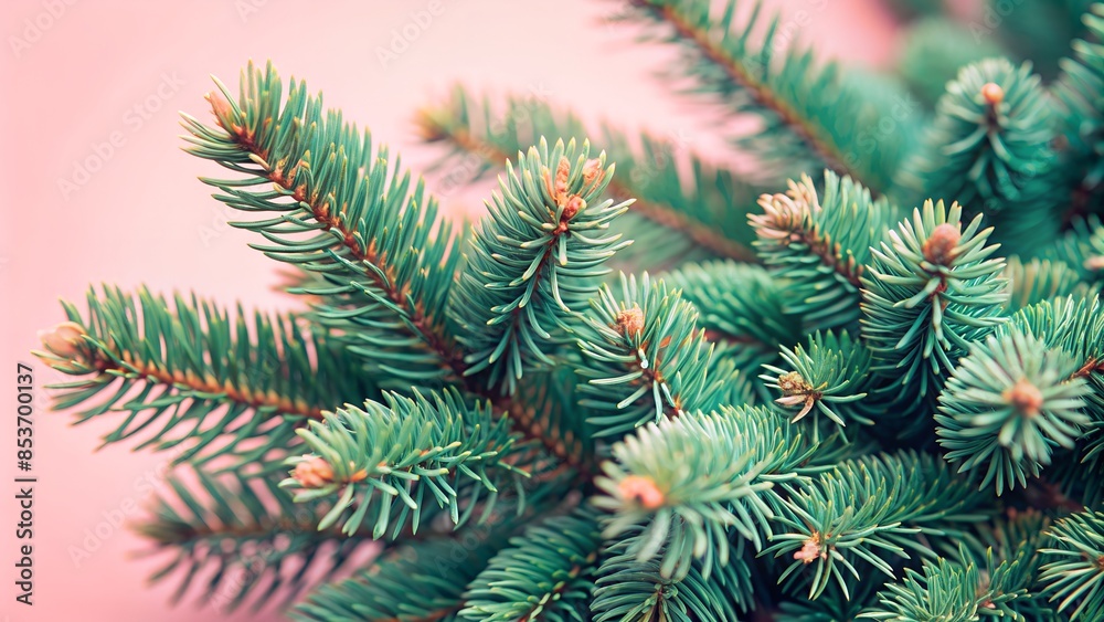 Beautiful green fir tree branches close up. Christmas and winter concept, close up of Christmas trees branches green texture background.
Beautiful green fir tree branches close up. Christmas and winter concept, close up of Christmas trees branches green texture background.