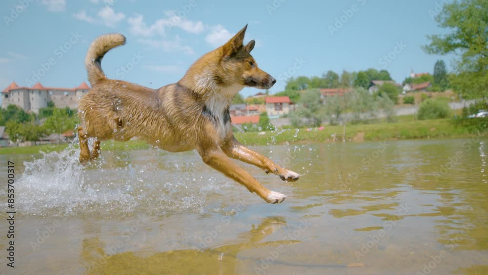 SLOW MOTION CLOSE UP: Energetic mixed breed puppy jumps into the refreshing river water to cool off from the summer heat. Young brown puppy is playing fetch in the stream running past Zuzemberk castle SLOW MOTION CLOSE UP: Energetic mixed breed puppy jumps into the refreshing river water to cool off from the summer heat. Young brown puppy is playing fetch in the stream running past Zuzemberk castle