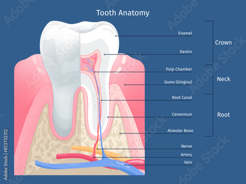 Tooth anatomy infographic. Teeth anatomic structure, teeths parts dental education diagram poster dentine enamel nerve root inside gum bone oral cavity, swanky illustration