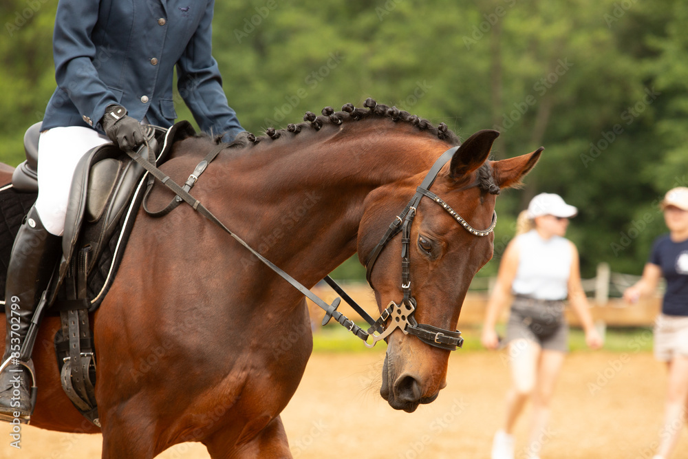 human-horse interaction, during equestrian competitions, horse riding, elegant riding outfit human-horse interaction, during equestrian competitions, horse riding, elegant riding outfit