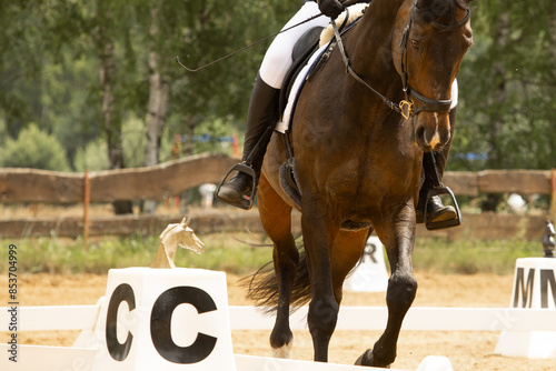 human-horse interaction, during equestrian competitions, horse riding, elegant riding outfit