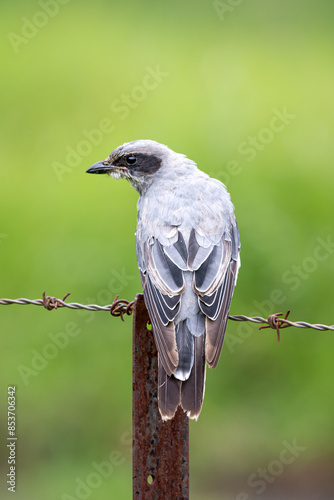 Pied Cuckoo Shrike photo