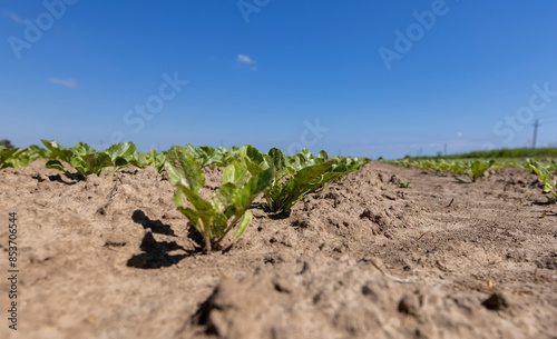 a field with white beetroot for the production of white beet sugar photo