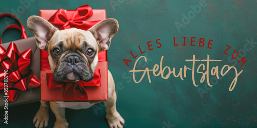 Alles liebe zum Geburtstag, lustige Tier Grußkarte mit deutschem Text, Postkarte lang - Französische Bulldogge Hund mit roter Geschenkbox photo