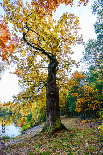 Herbstlandschaft im Park – Wald bei Sonnenschein photo