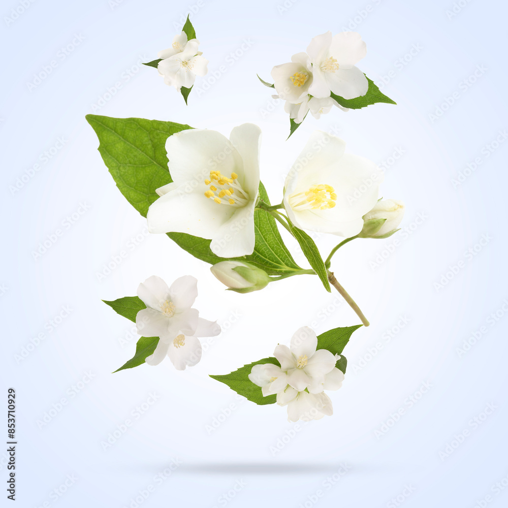 Fototapeta premium Beautiful jasmine flowers with leaves in air on light background