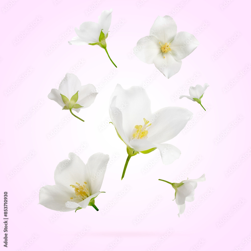 Obraz premium Beautiful jasmine flowers in air on light background