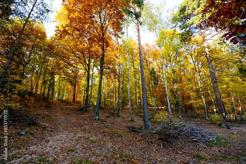 Herbstlandschaft im Park – Wald bei Sonnenschein photo