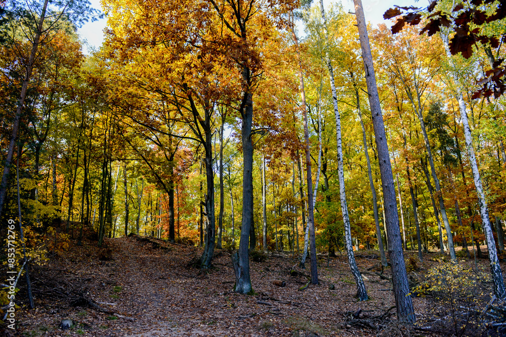 Obraz premium Herbstlandschaft im Park – Wald bei Sonnenschein