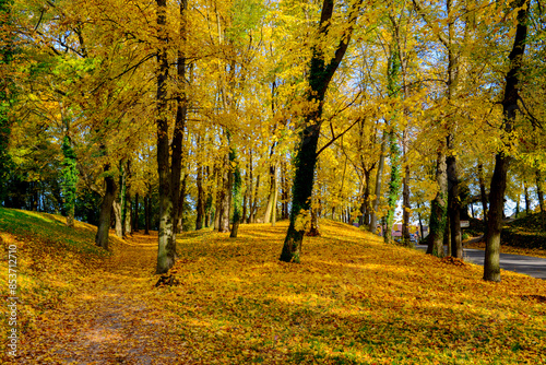 Herbstlandschaft im Park – Wald bei Sonnenschein photo