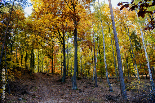 Herbstlandschaft im Park – Wald bei Sonnenschein photo