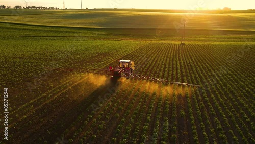 Modern tractor with trailer sprayer applies fertilizers herbicides pesticides chemical liquid solution to beet crops in green field at countryside during sunset, casting shadow in rays of setting sun