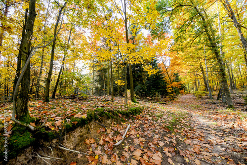 Herbstlandschaft im Park – Wald bei Sonnenschein photo