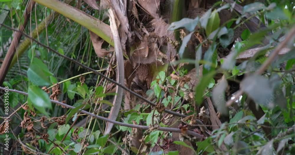 Collecting a coconut A man uses a special device to collect a coconut from a tree.