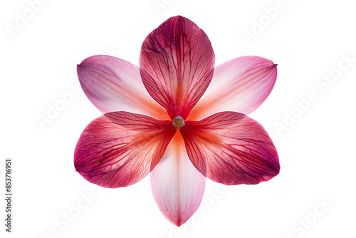 The image shows a single flower in full bloom, isolated on transparent background