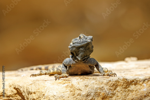Fotografie A starred agama lizard, stellagama stellio, on a rock