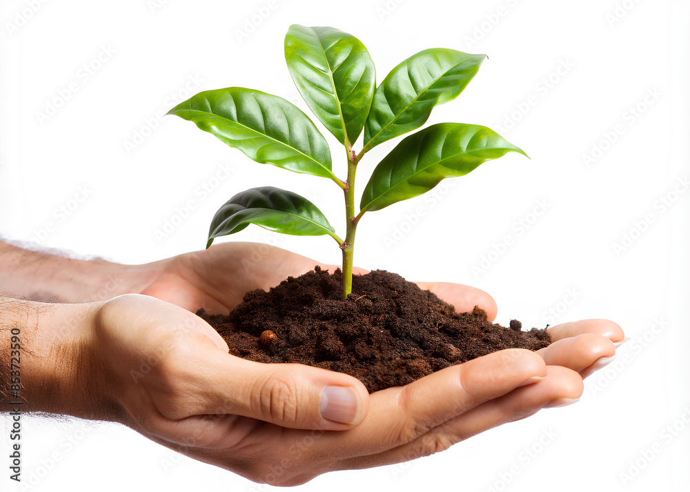 Hand holding a plant with black soil on white background, clipping path Hand holding a plant with black soil on white background, clipping path