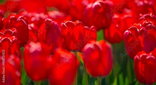 Spring garden. Beautiful tulip flowers on spring nature. Close-up of closely bundled pink tulips. Tulip field. Spring tulip. Red tulips flowers in spring garden. photo