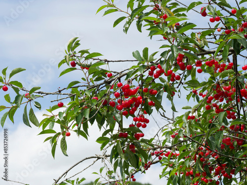 Obraz na plátně (Prunus cesarus) Sour cherry tree - Tart cherry tree - Gean tree Wild cherry