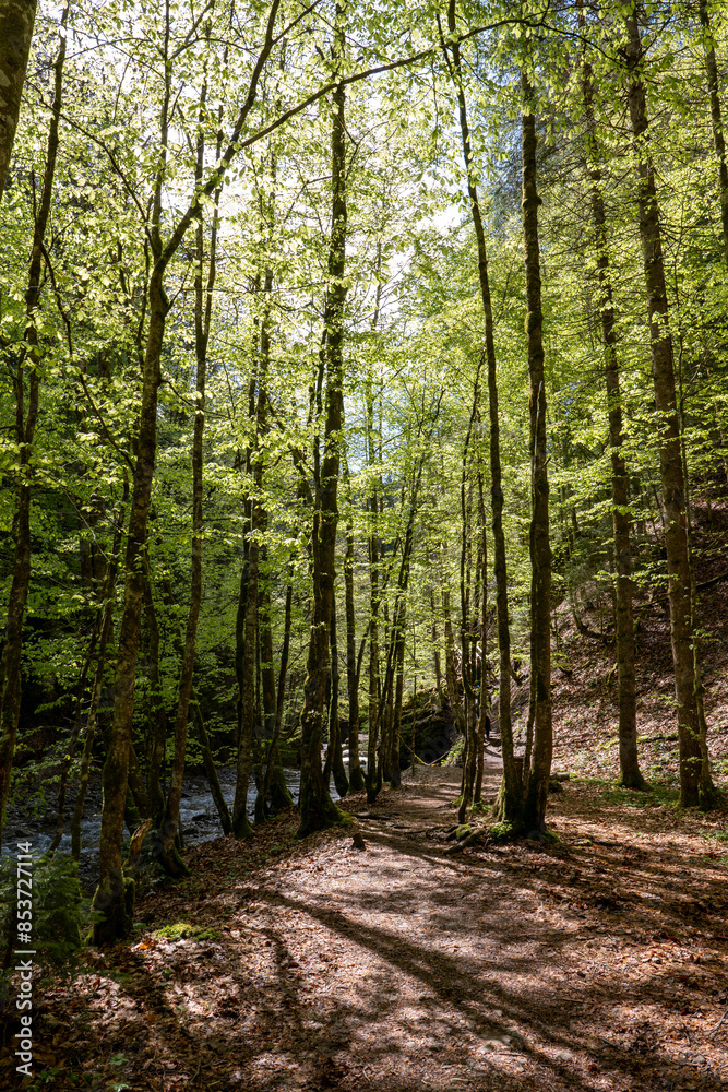 Obraz premium path in the forest - Starzlachklamm, Allgäu, Germany
