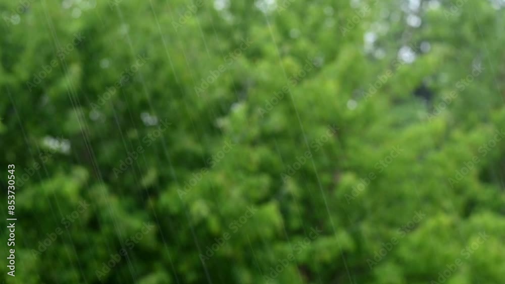 In the forest park on a blurred background, green bokeh. falling raindrops in nature In the forest park on a blurred background, green bokeh. falling raindrops in nature